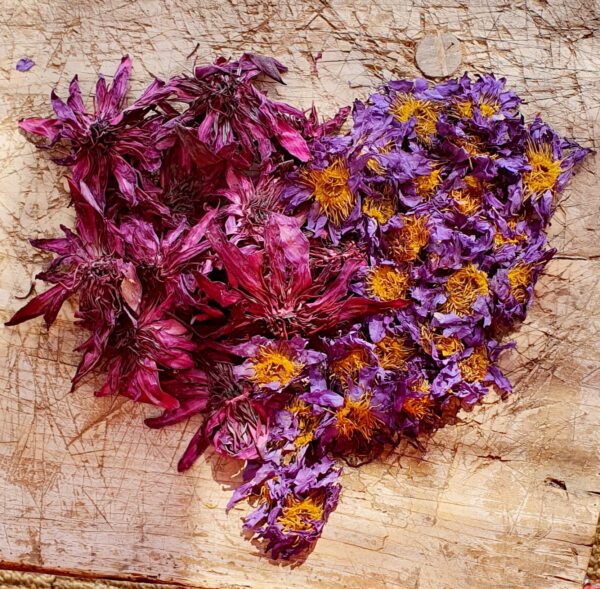 דואט של מסתורין ואהבה – לוטוס כחול אורגני & לוטוס אדום אורגני – תמונה 3