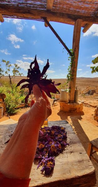 דואט של מסתורין ואהבה – לוטוס כחול אורגני & לוטוס אדום אורגני – תמונה 2